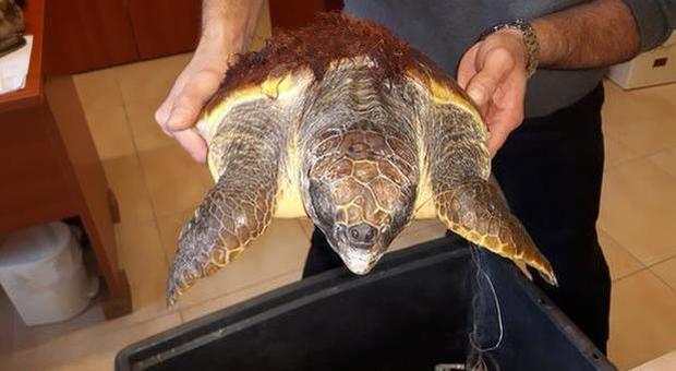 Napoli, tartaruga operata dopo aver ingerito un amo: «È la nostra Greta»