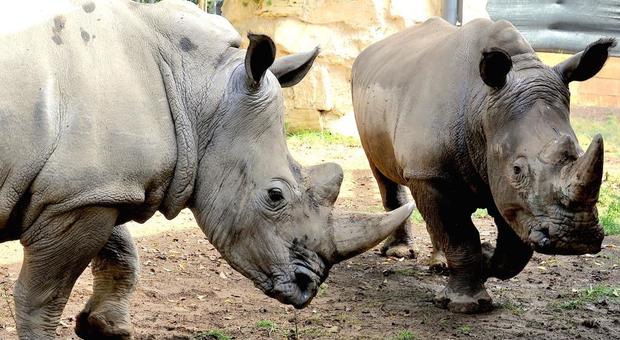 Roma, festa al bioparco: dopo 20 anni tornano i rinoceronti bianchi. Ecco Thomas e Kibo