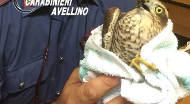 Un raro esemplare di falco recuperato dai carabinieri: era ferito
