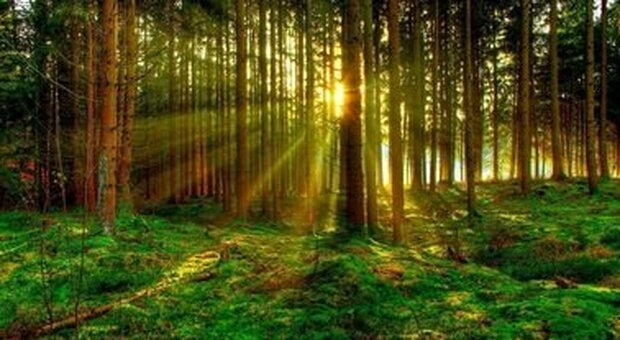 Ambiente, foreste custodi dell'80% della biodiversità terrestre