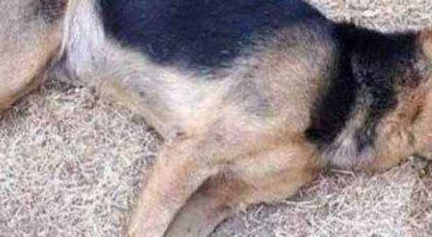 Allarme nel rione di Barcola: due cani morti avvelenati