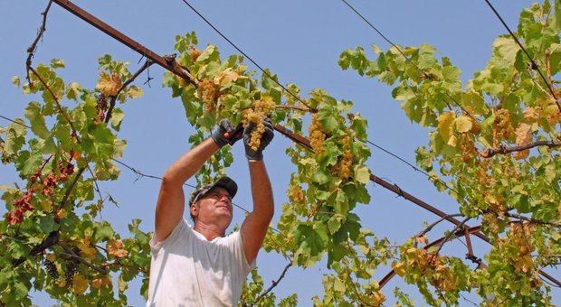 Vendemmia record nel 2018 in Veneto: 16 milioni di quintali di uva, +48% rispetto all'anno precedente