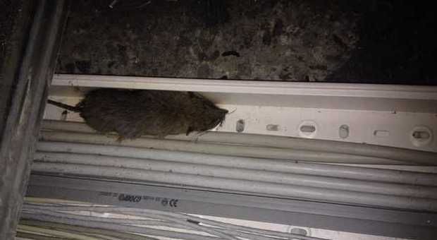 Un topo morto trovato in Questura Chiesta l'immediata derattizzazione