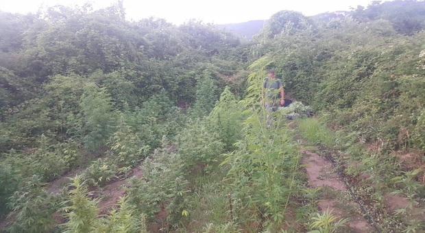 Piantagione di marijuana in collina, il proprietario del terreno non ne sa nulla