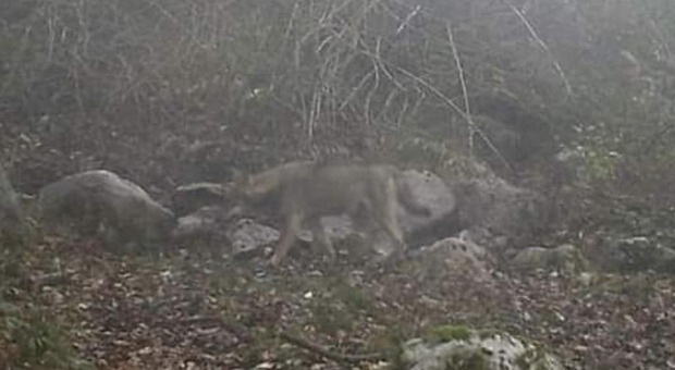 Un lupo "foto-trappolato" sul Taburno
