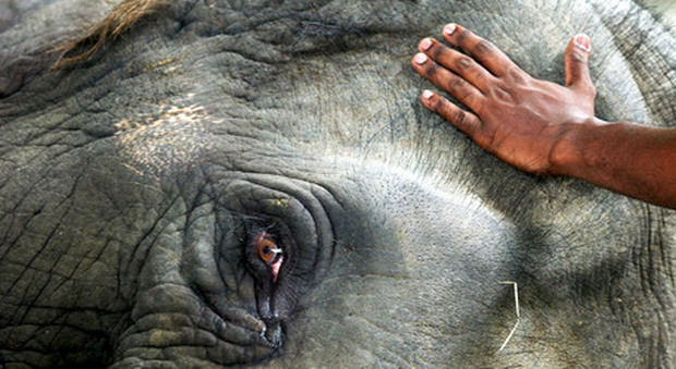 L'elefante pigmeo trucidato con 70 colpi di pistola (immagine pubblicata da New Straits Times)