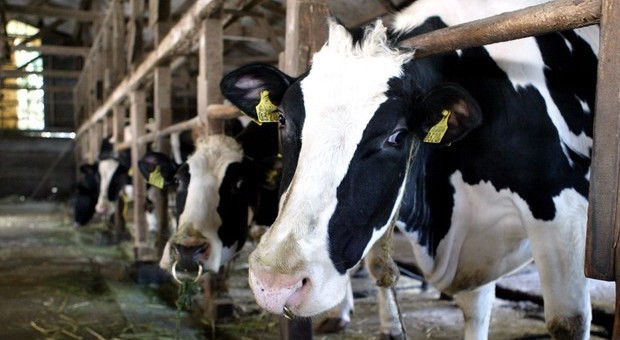 Fuga dall'allevamento: Polizia locale recupera 5 mucche vicino alla strada