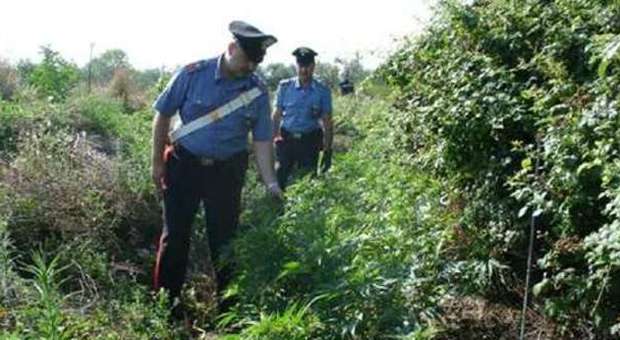Parco di Veio, i carabinieri cercano i tombaroli e trovano la piantagione di marijuana