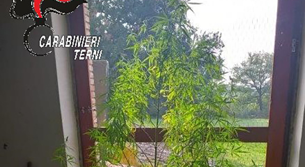 Attigliano, dalla finestra spunta una pianta di cannabis. Denunciato un operaio cinquantanovenne
