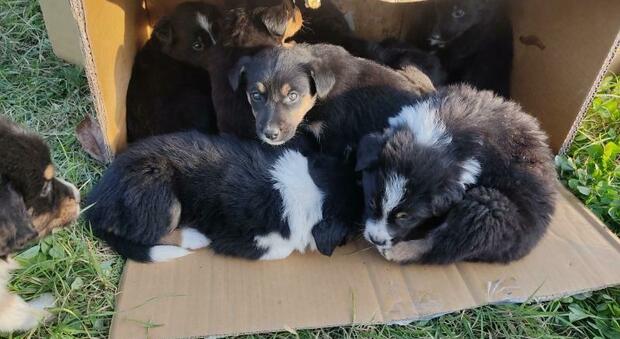 Diciassette meravigliosi cuccioli abbandonati in strada: stanno bene e sono pronti all'affido