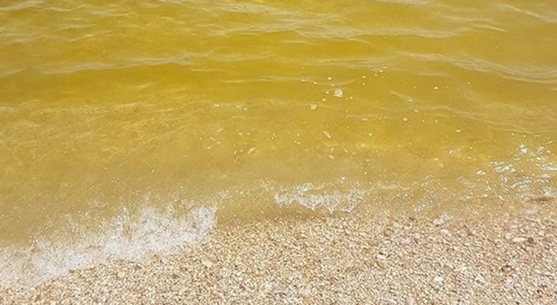 Fermo, il mare si tinge di giallo: allarme tra i bagnanti per una fioritura di alghe