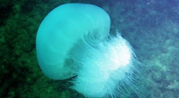 Dalla Medusa luminosa alla Cassiopea Mediterranea, le specie pericolose nei mari italiani