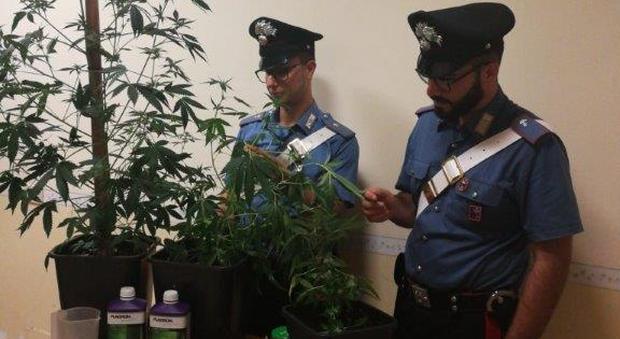 Roma, mini-serra di marijuana in casa: arrestata coppia di 50enni romani
