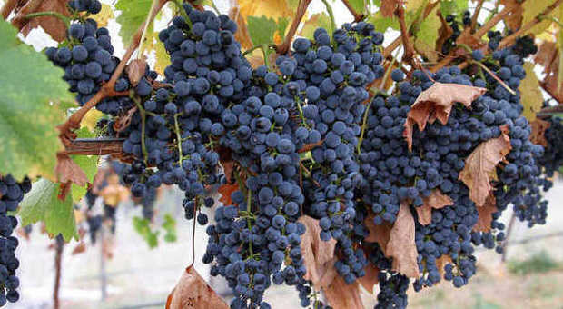 L'Italia sorpassa la Francia: il Belpaese è il primo produttore di vino al mondo