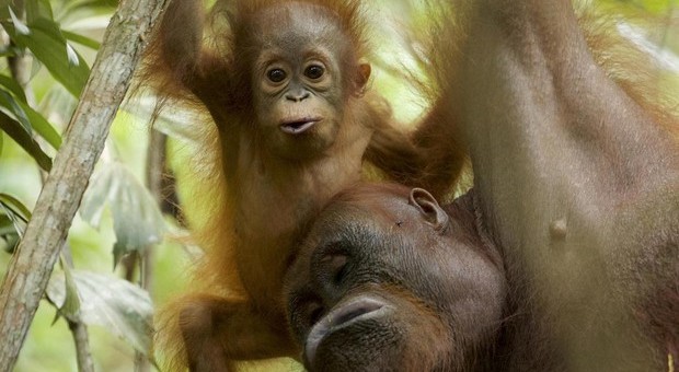 Oranghi, rischio estinzione in 10 anni: colpa della deforestazione