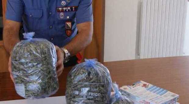 Marano, 14 piante di marijuana in casa, padre e figlio arrestati