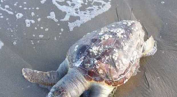 Gabicce Mare, ritrovate ​spiaggiate tre tartarughe caretta caretta