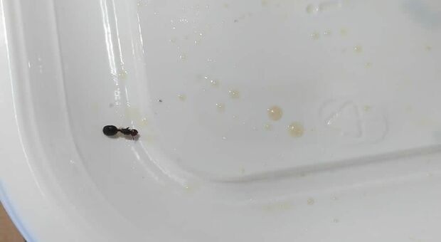 Una formica nel piatto alla mensa universitaria: protestano gli studenti