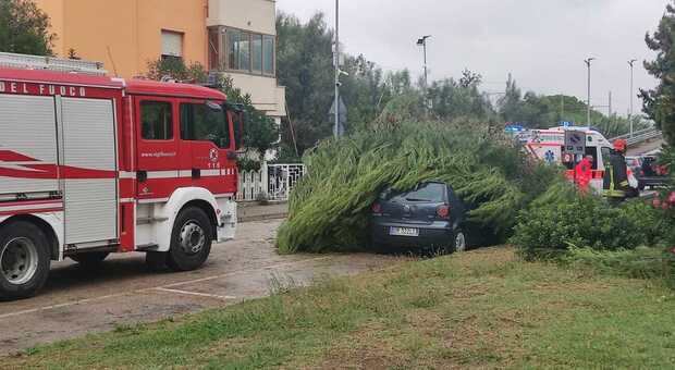 Vento a 100 km/h, nel Fermano strage di alberi e danni alle auto: allarme e disagi per gli incidenti