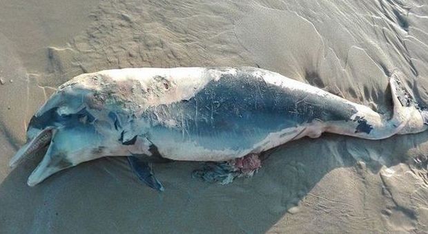 Senigallia: delfino spiaggiato alla Rotonda, lo trova un assessore