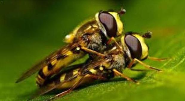 Marche, ai nastri di partenza la campagna di informazione sull'allergia a vespe e api