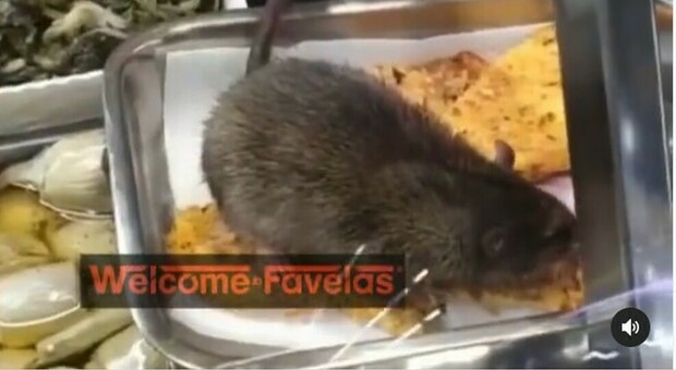 Roma, topo mangia il cibo nel bancone della tavola calda Video