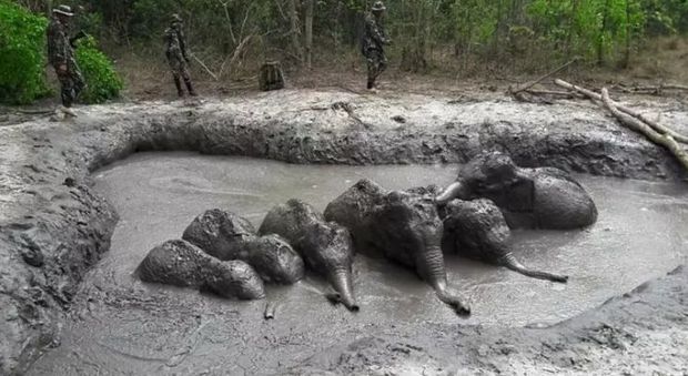 Sei elefantini restano incastrati in una pozza di fango, i ranger del parco li mettono in salvo