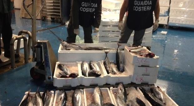 Cenone di Natale, la Guardia Costiera sequestra sei tonnellate di pesce: «Controllare sempre la provenienza dei prodotti»