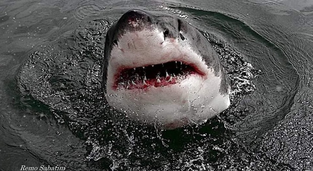 Un grande squalo bianco (immag archivio Remo Sabatini)