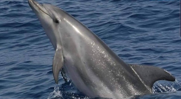Risveglio con la danza dei delfini davanti alle coste di Sorrento