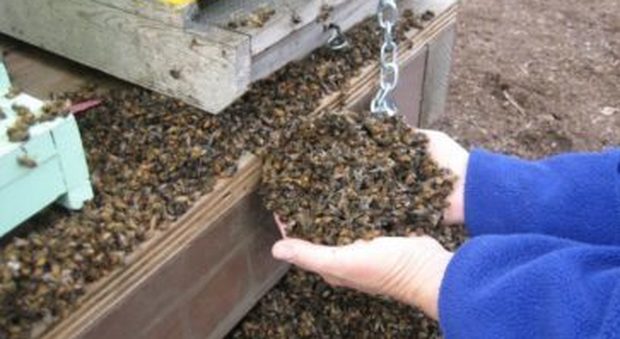Roghi sul Vesuvio, la strage delle api: morti cinquanta milioni di insetti