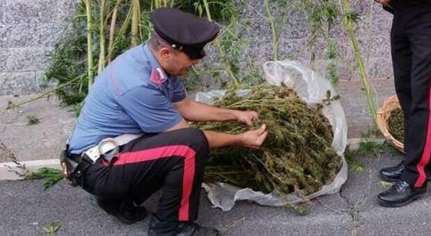 Roma, serra di marijuana nel giardino: sequestrati 11 chili di droga. In manette 53enne