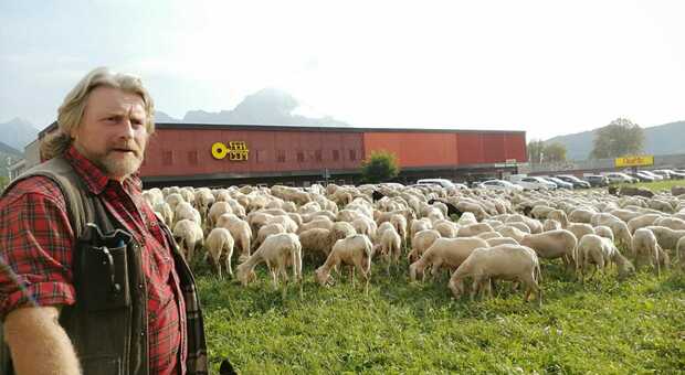 Diego Furlan è sceso dai monti con 700 pecore, da alcuni giorni alle porte della città