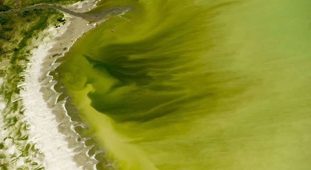Il lago diventa verde: centianaia di persone si ammalano per le alghe tossiche