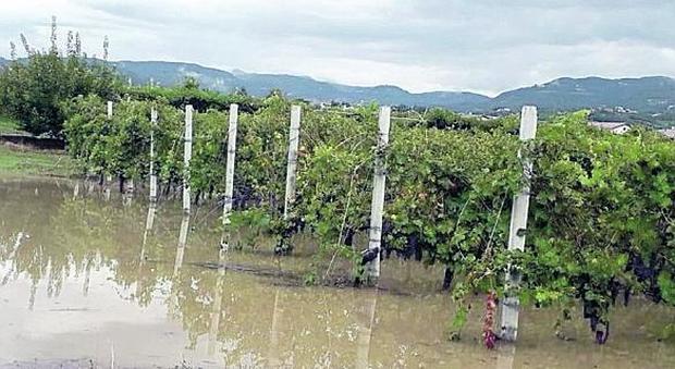 L'estate della pioggia record ma per l'agricoltura è peggio