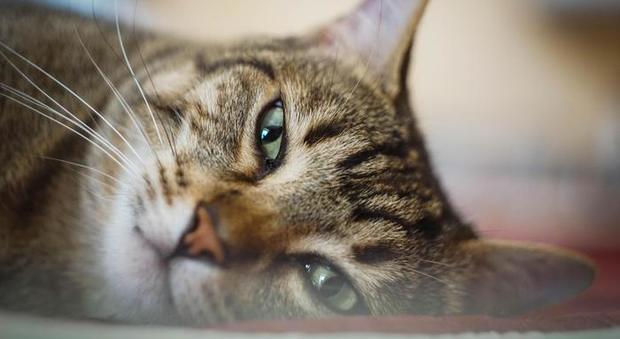 Coronavirus, test sierologici a tappeto sui gatti domestici a Vo': si cercano gli anticorpi