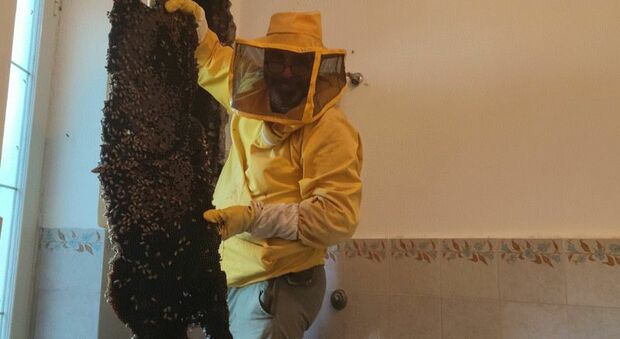 Le 100mila api rimosse nella parete di una casa a Castelnuovo di Porto