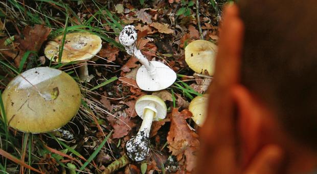 Malore dopo aver mangiato funghi, donna di 74 anni muore nel Sannio