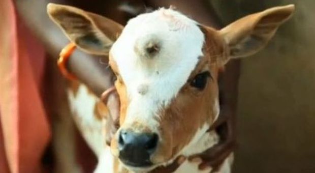 Mucca nasce con un terzo occhio sulla fronte. Gli indiani: "È la reincarnazione di Shiva"