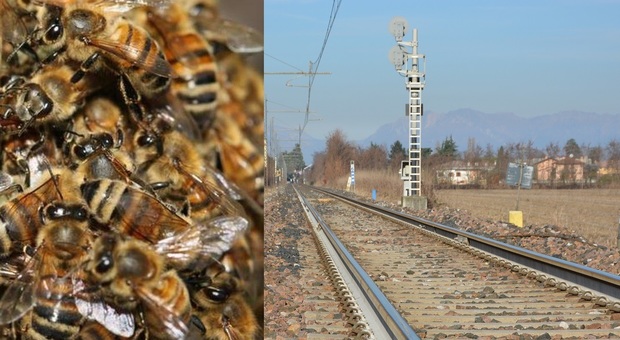 Sciame d'api vicino ai binari della ferrovia: tolta la corrente elettrica