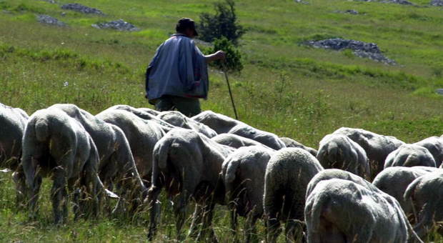 Latte ovino, allevatori Viterbo temono un taglio all'origine. Coldiretti: «Guai a toccare il prezzo»