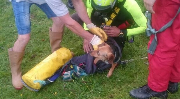 Cane cade in una forra profonda 15 metri: salvato dai Vigili del fuoco
