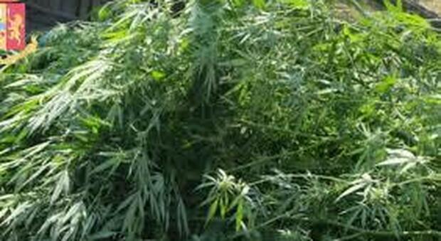Denunciata a 82 anni per una coltivazione di marijuana