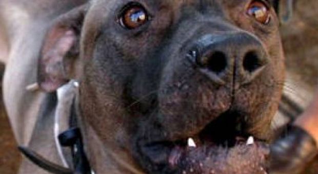 Pitbull uccide cane e azzanna donna il padrone lo aizza contro i poliziotti