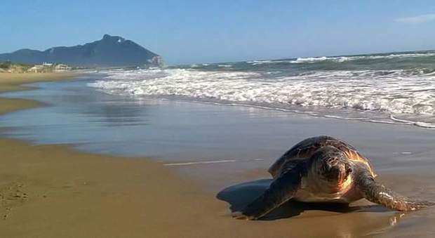La tartaruga marina sulla spiaggia di Sabaudia