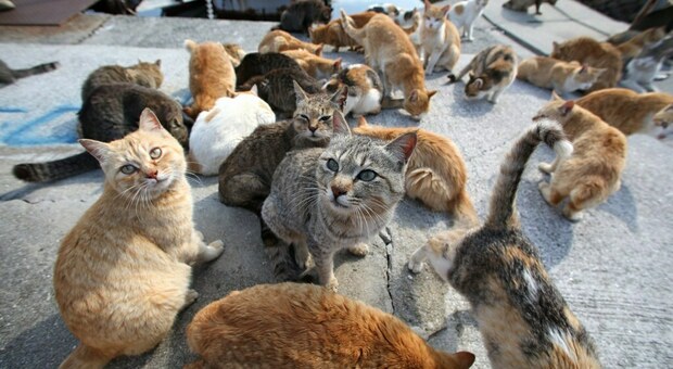 Sfrattato di casa a Cava de' Tirreni, abbandona colonia di venti gatti