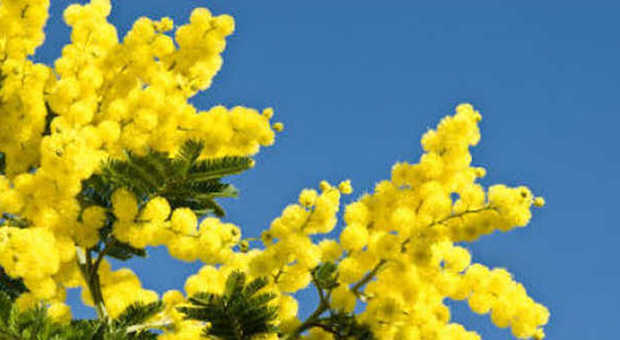 I benefici calmanti dell’olio della mimosa, fiore da sempre simbolo della festa della donna