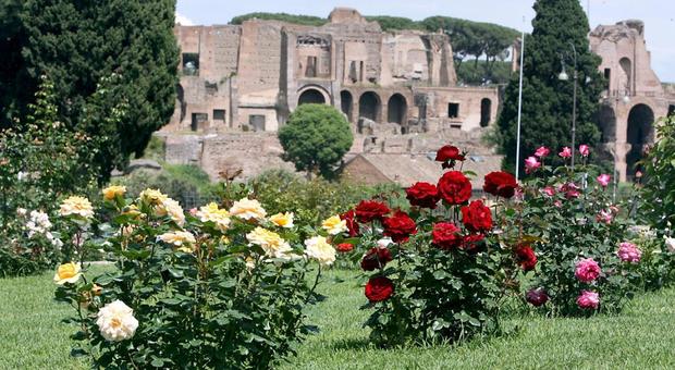 Roma, riapre il roseto comunale: ecco le date e gli orari per vedere la fioritura d'ottobre