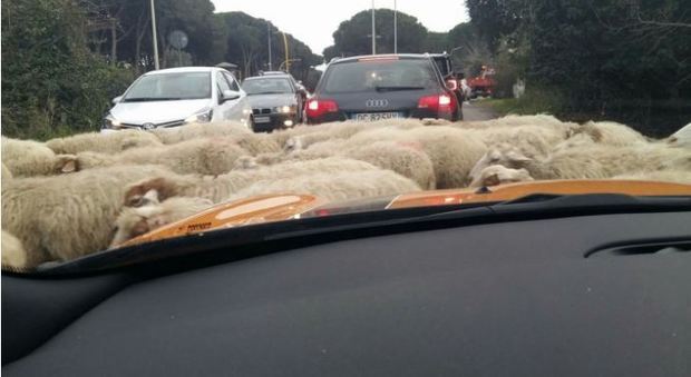 Roma, gregge di pecore attraversa via Cristoforo Colombo: automobilisti bloccati