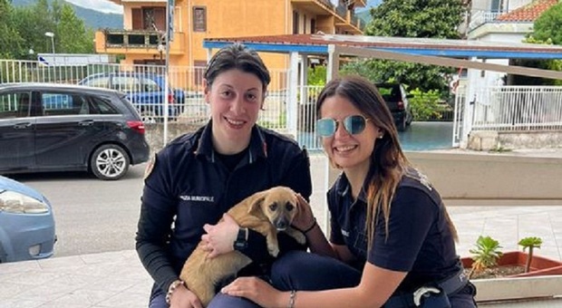 Roccapiemonte, abbandonata in strada, cagnolina rischia la morte salvata dai vigili